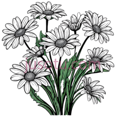 雏菊, PNG