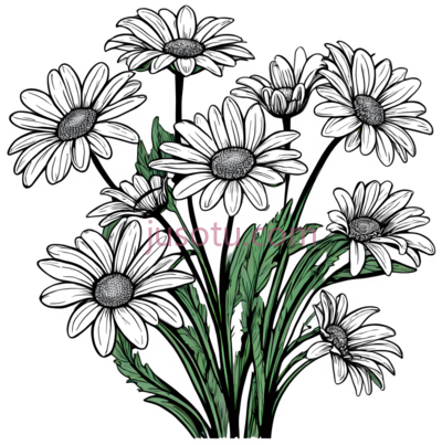雏菊, PNG