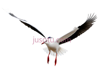 鸟, PNG