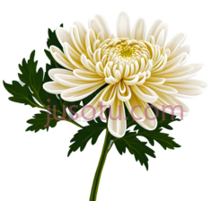 菊花,自然,白色PNG