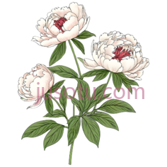 牡丹,插画,白色,红色PNG