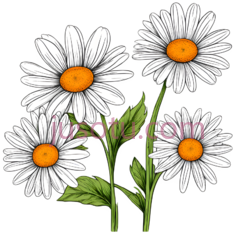 雏菊, PNG
