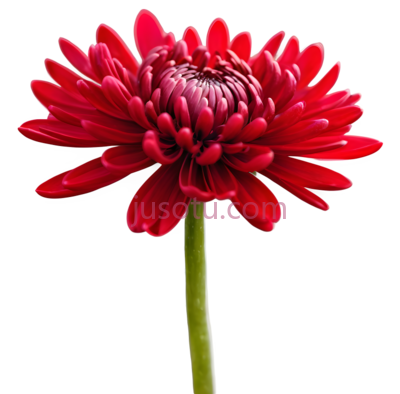 红色,牡丹, PNG