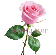 粉色玫瑰花瓣PNG