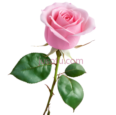 粉色玫瑰花瓣, PNG
