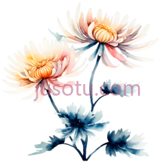 菊花,风景PNG