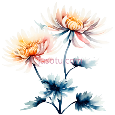 菊花,风景, PNG