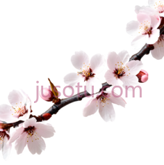 樱花, PNG