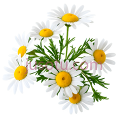 菊花,自然,白色,黄色PNG