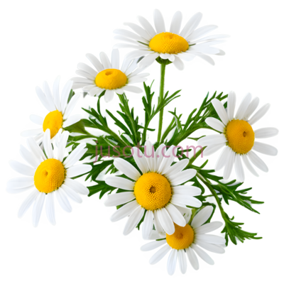 菊花,自然,白色,黄色, PNG