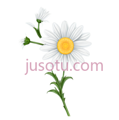 单朵雏菊,花瓣飘落PNG
