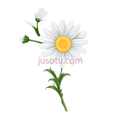 单朵雏菊,花瓣飘落, PNG