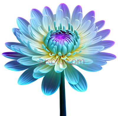 菊花开,花瓣, PNG