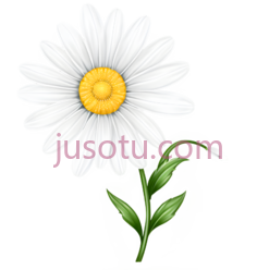 雏菊,花瓣PNG
