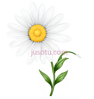 雏菊,花瓣, PNG