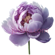 牡丹,紫色, PNG