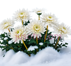 菊花,自然,白色PNG