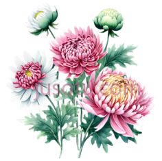 菊花,插画,白色,粉色,黄色PNG