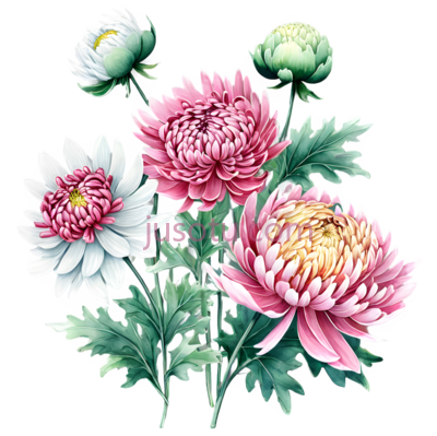 菊花,插画,白色,粉色,黄色, PNG