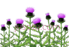 蓟,插画,紫色PNG