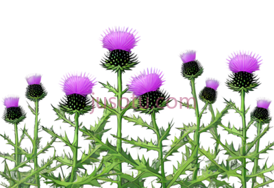 蓟,插画,紫色, PNG