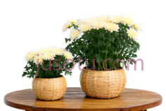 菊花,盆栽,白色PNG