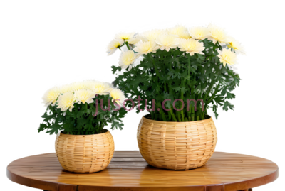 菊花,盆栽,白色, PNG