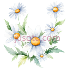 雏菊,小花, PNG