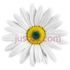 向日葵,雏菊, PNG