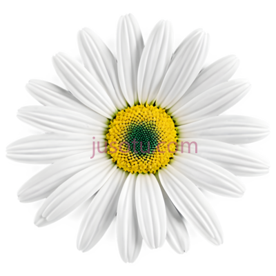 向日葵,雏菊, PNG