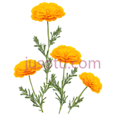 金盏花PNG