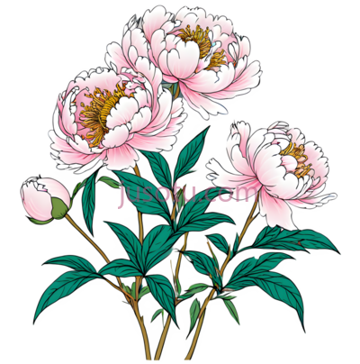 牡丹,浅色, PNG