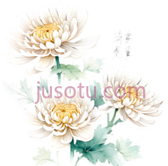 菊花, PNG