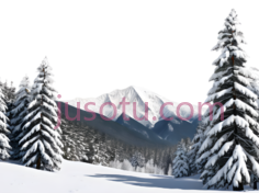 雪松,自然景观,白色PNG