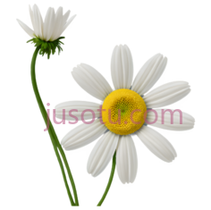 向日葵,可爱PNG