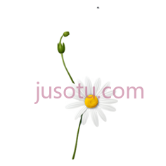 单朵雏菊,花瓣掉落PNG