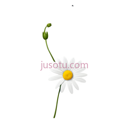 单朵雏菊,花瓣掉落, PNG