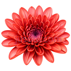 红色,菊花,波纹, PNG