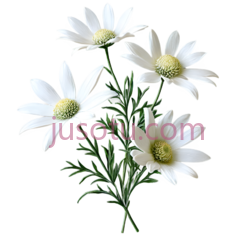 绒毛花PNG