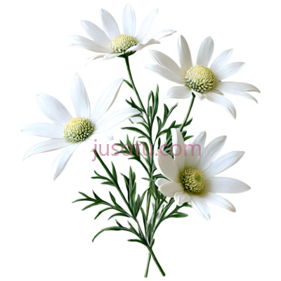 绒毛花, PNG