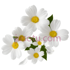 花朵,花瓣PNG