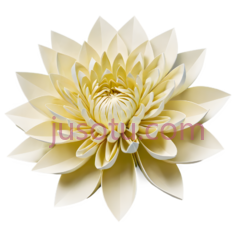 莲花,插画,黄色PNG