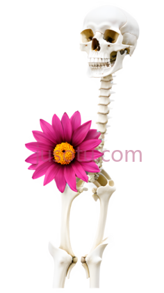 骨架,解剖学,白色PNG