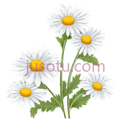 花卉,菊花PNG
