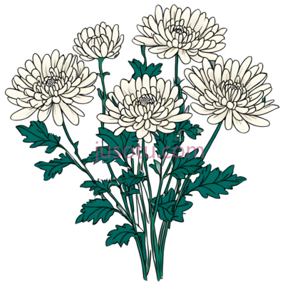 菊花,插画,白色,绿色, PNG