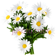 雏菊,插画,白色,黄色PNG