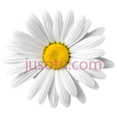 雏菊, PNG