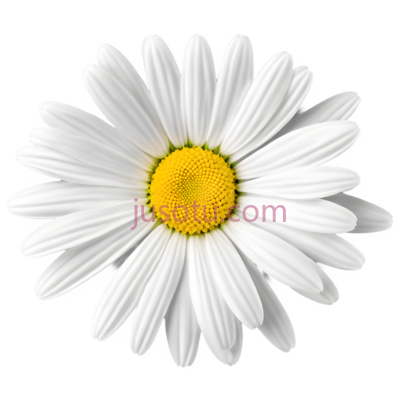 雏菊, PNG