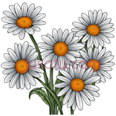 雏菊, PNG