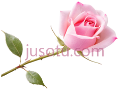 粉色玫瑰花瓣PNG